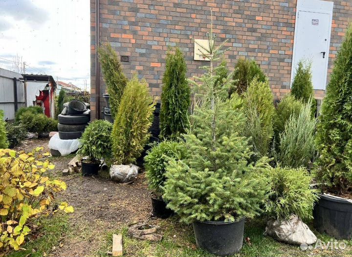Можжевельник Блю Эрроу с гарантией приживаемости