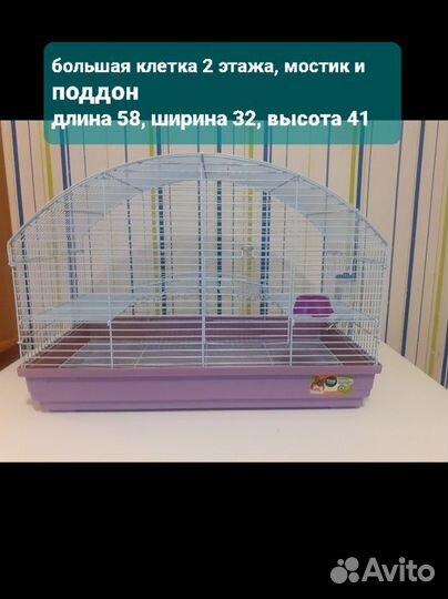 Крысы дамбо малыши