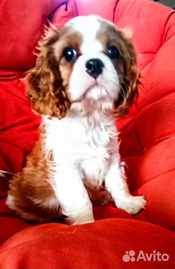 Щенки Кавалер Кинг Чарльз Спаниель