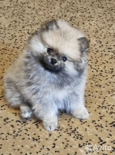 Собаки шпицы