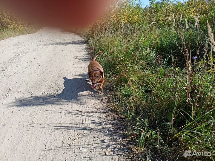 Отдам в добрые руки такса