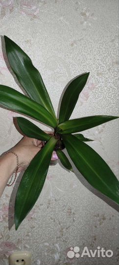 Комнатные цветы 1