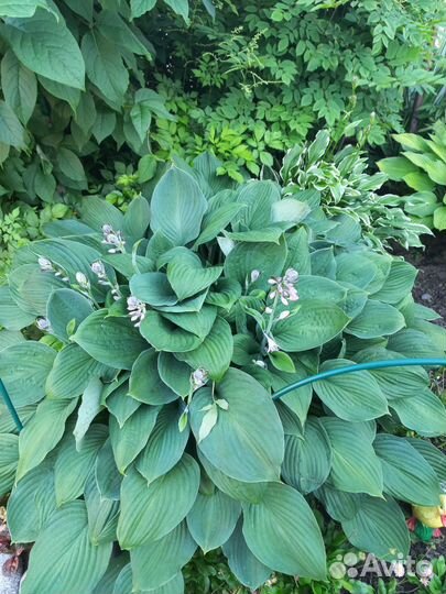 Цветы для сада