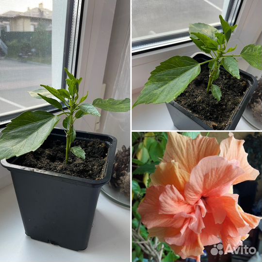 Сортовые гибискусы