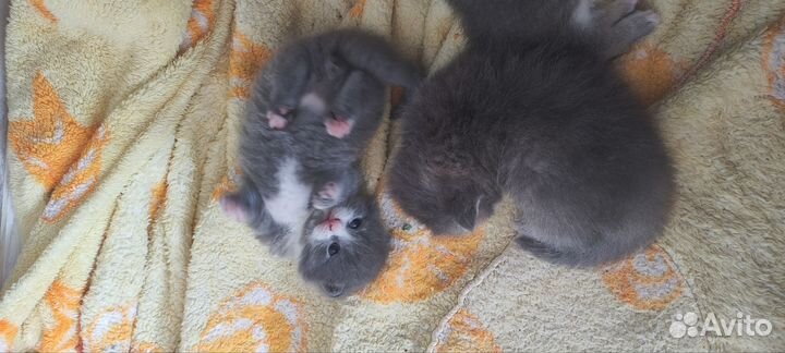 Котята мальчики