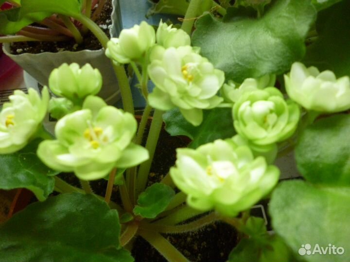 Фиалки сортовые