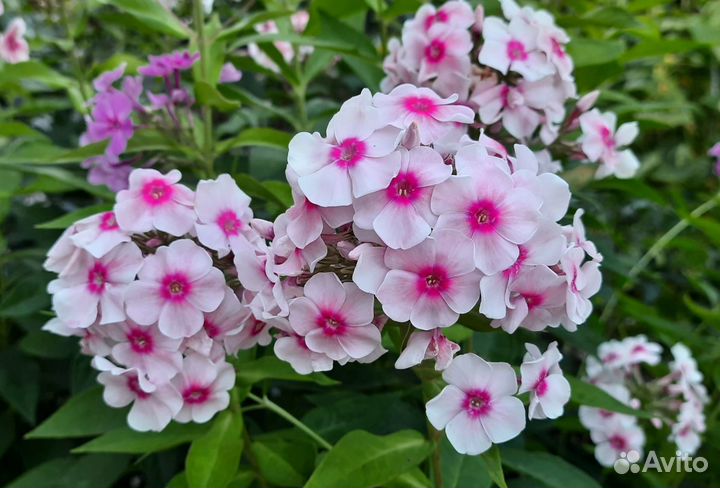 Флокс метельчатый