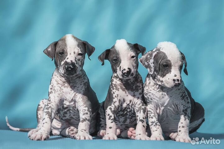 Щенки Ксолоитцкуинтли (стандарт)