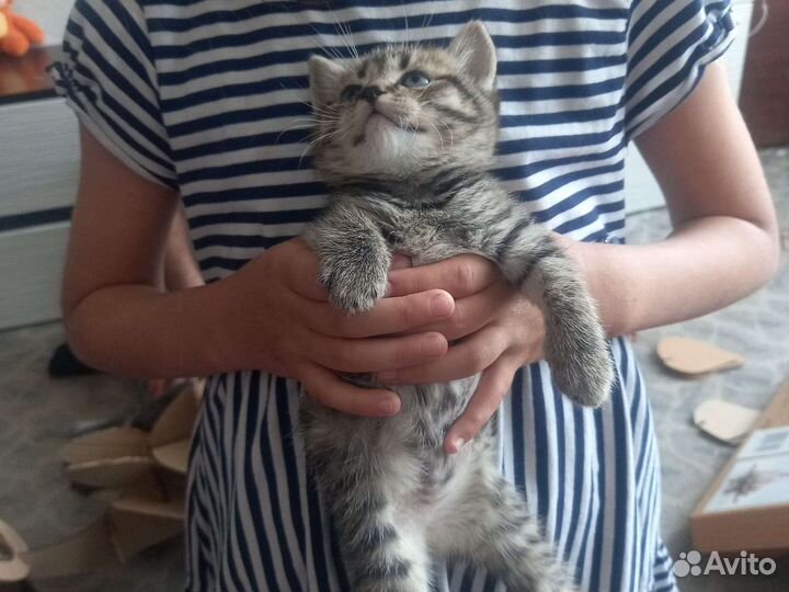 Шотландская