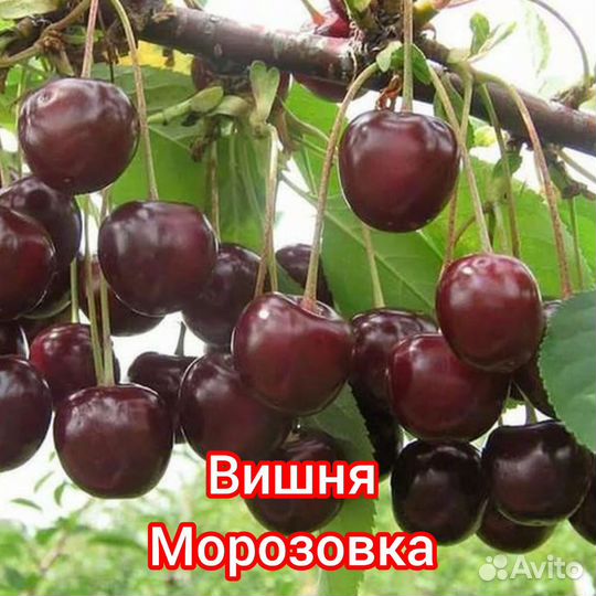 Саженцы плодовых деревьев