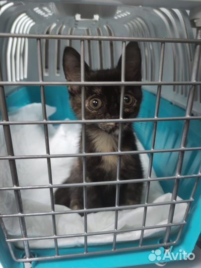 Котенок черепашковой расцветки 2,5 мес