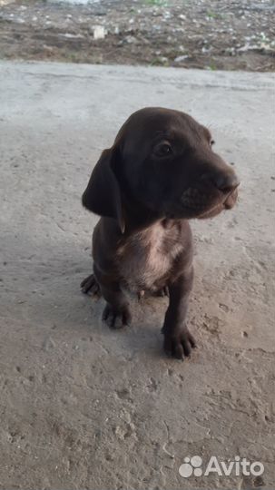 Щенки курцхаара