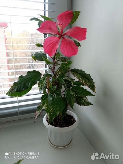 Гибискус Купера