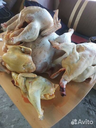 Индейка, мясо бройлерной индейки