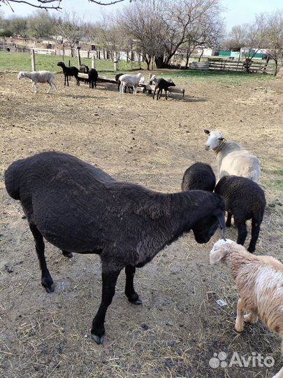 Овцы бараны