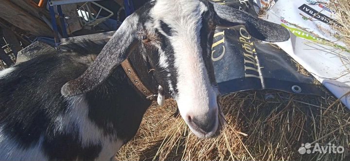 Козье молоко, сыр, творог на заказ