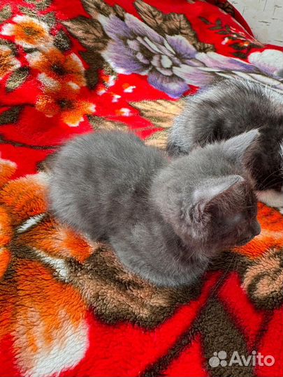 Кошки в добрые руки