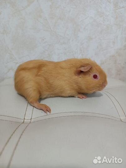 Морская свинка