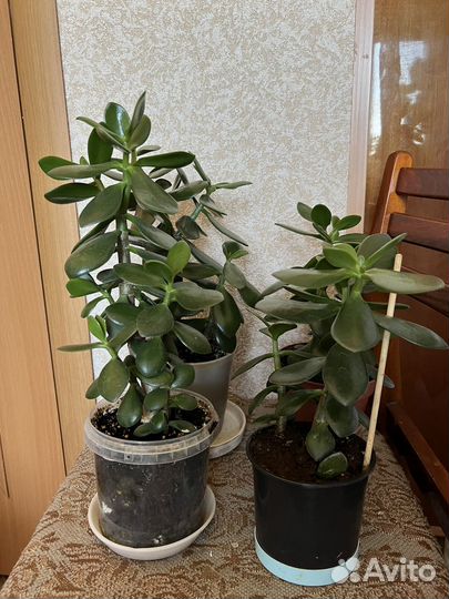 Толстянка денежное дерево