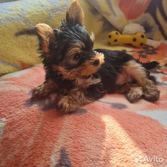 Йоркширский терьер