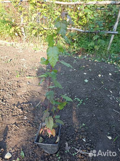 Клен гиннала