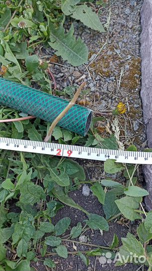 Шланг поливочный