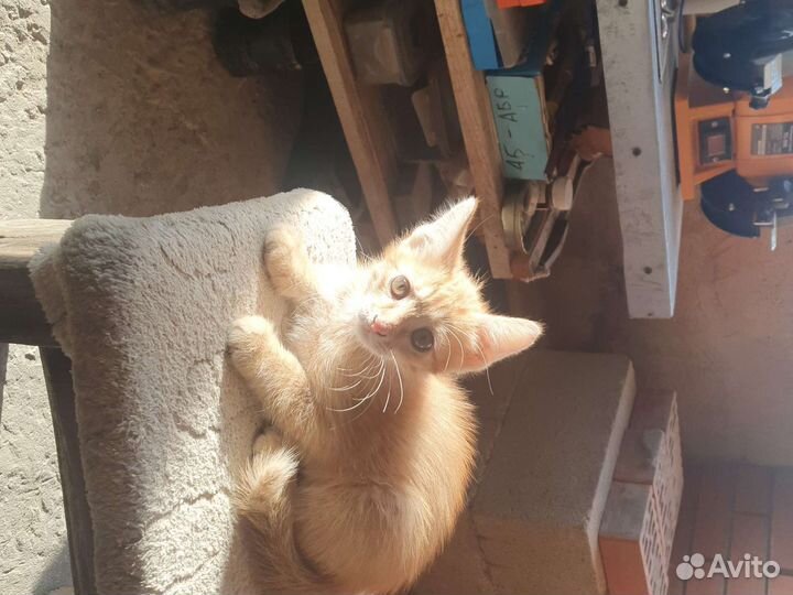 Котята самостоятельные)