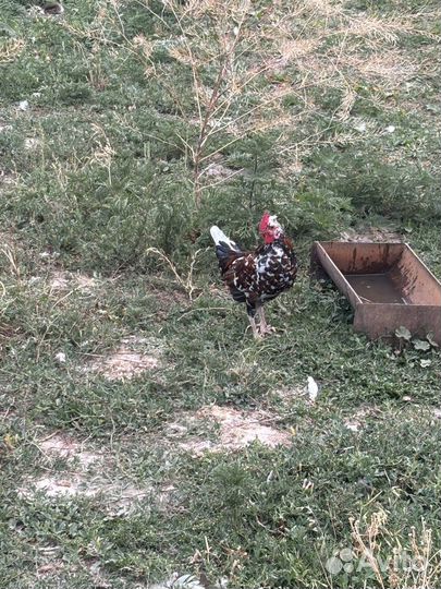 Куры петухи карликовые