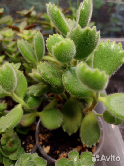 Аихризоны, котиледоны, крассулы