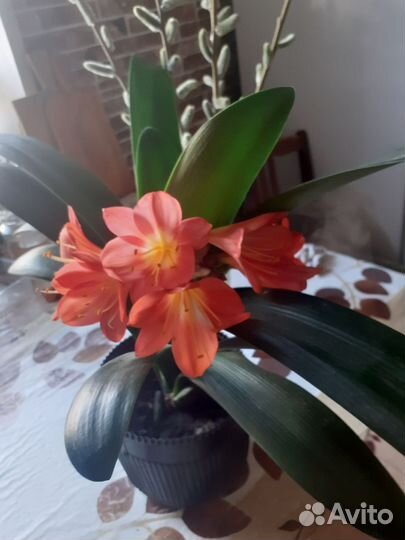 Комнатные цветы кливия