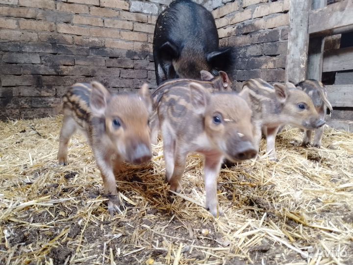 Дикие кабаны