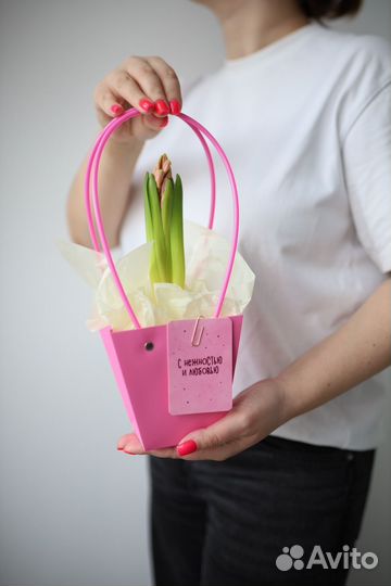 Гиацинт в горшке на 8 марта луковичные первоцветы