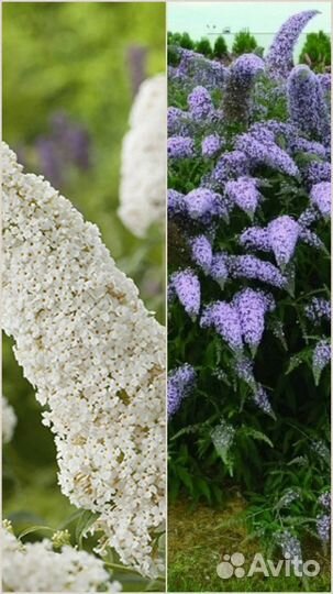 Декоративные растения