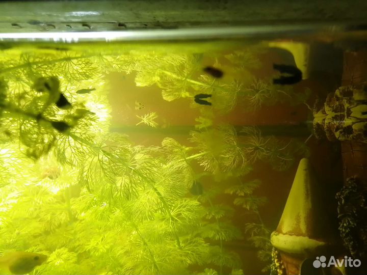 Моллинезия черная