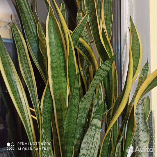 Сансевиерия с горшком