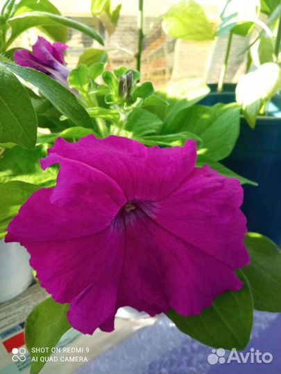 Комнатные цветы