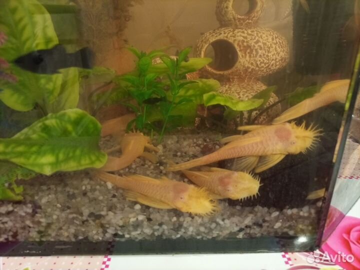 Сомики анциструсы