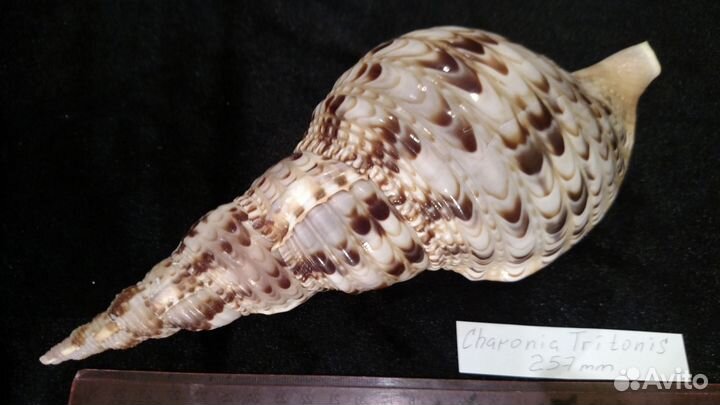 Морская раковина