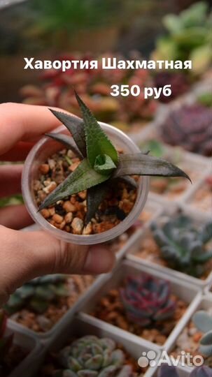 Суккуленты