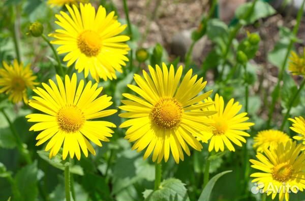 Дороникум ориентале или солнечная ромашка