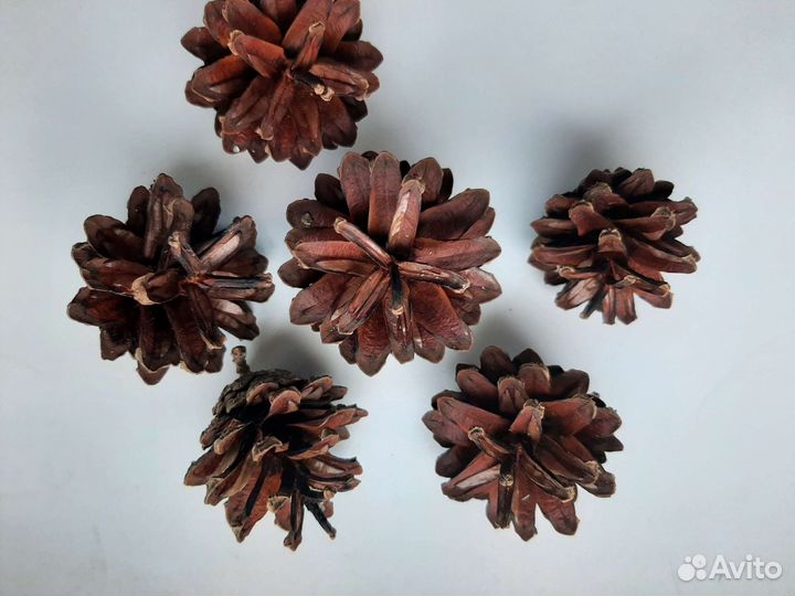 Шишки сосновые