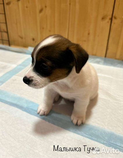 Щенки джек Рассел терьер с документами