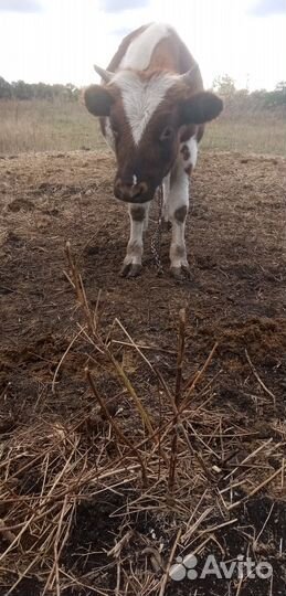 Быки телята