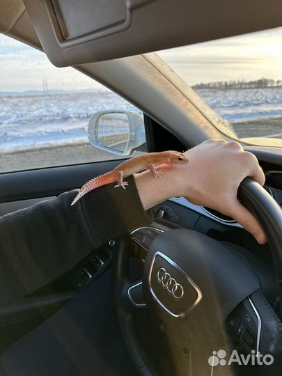 Геккон эублефар