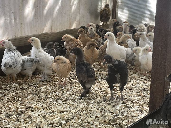 Цыплята домашней курицы микс