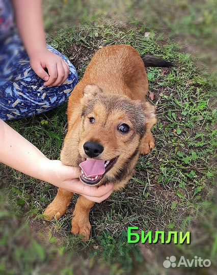 Небольшие щенки