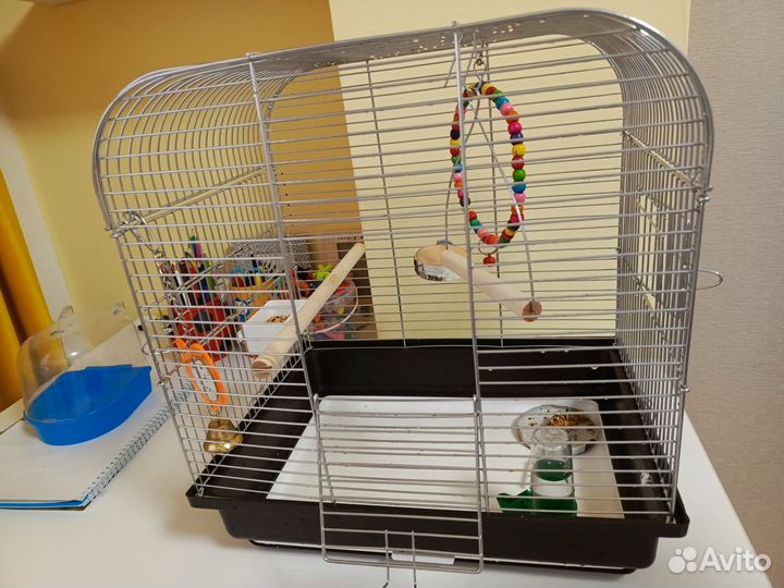 Волнистый попугай с клеткой