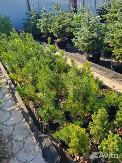 Сосна горная пумилио