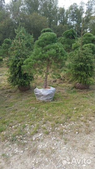 Можжевельник Блю Эрроу с доставкой с полей