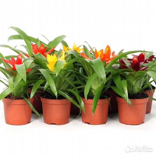 Сборщик интернет-заказов / выплаты еженедельные